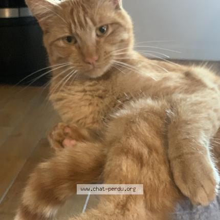 Photo 1/1 Uber Chat lost in Fressines