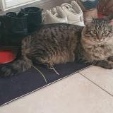 Picture of cat lost at Gemeaux