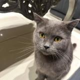 Picture of cat lost at Etrembiere