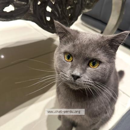 Photo 1/1 Prince Chat lost in Etrembiere