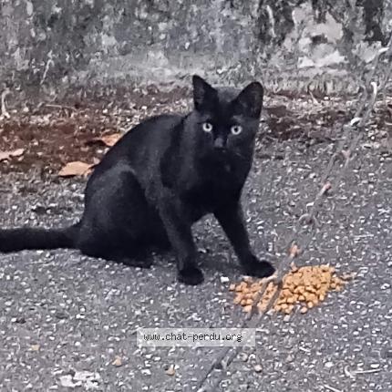 Photo 2/2 Cat reunited Found in Chambery