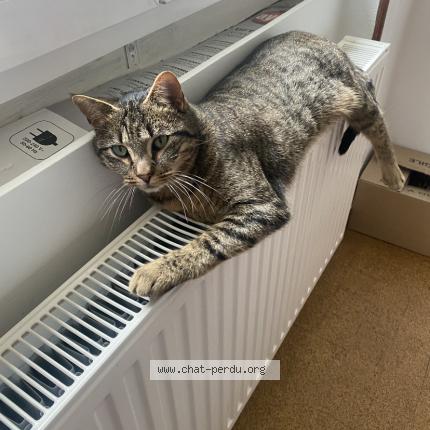 Photo 1/1 Umber Chat lost in Feigeres