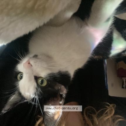 Photo 1/1 Tekna Chat lost in Bavans