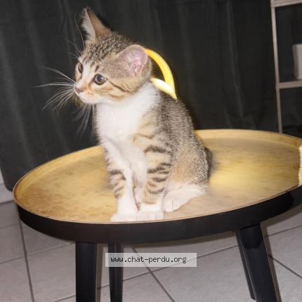 Photo 3/3 Niyah Chat lost in Auxerre