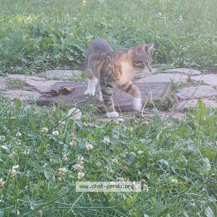 Photo 1/1 Cathy Chat lost in Aix en othe