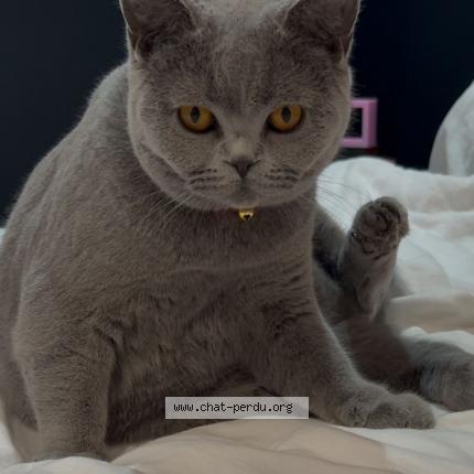 Photo 1/1 Charlotte SATLER Chat lost in Saint martin