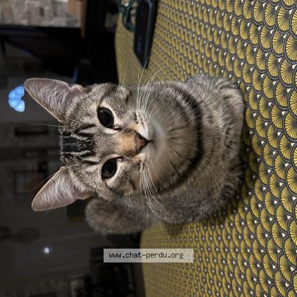 Photo 1/1 Bulle Chat lost in Maurecourt