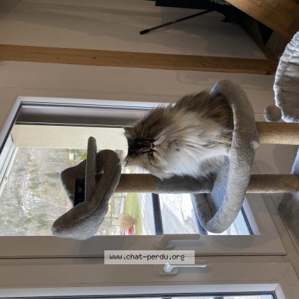 Photo 1/1 Utah Chat lost in Messey sur grosne