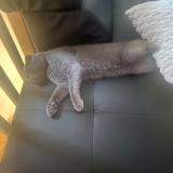 Picture of cat lost at Vif