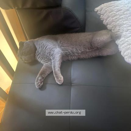 Photo 1/1 Mimi Chat lost in Vif