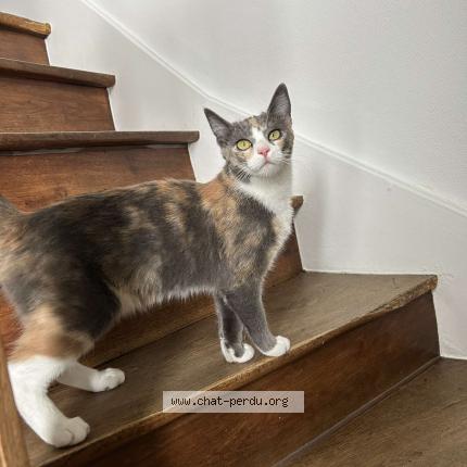 Photo 1/1 Scarlett Chat lost in Chateauroux