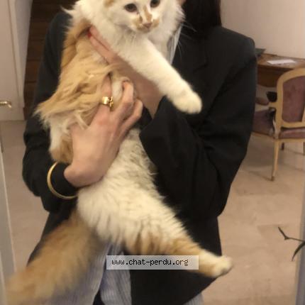 Photo 1/1 Potiron Chat lost in Clermont ferrand