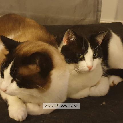 Photo 1/1 Yuki Chat lost in Bonson