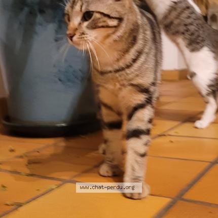 Photo 1/1 Tiru Chat lost in Ardenay sur merize