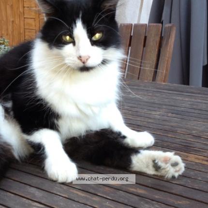 Photo 1/1 Grisou Chat lost in La gaude