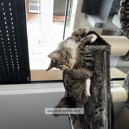 Photo 1/1 SIMBA Chat lost in Castanet tolosan