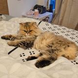 Picture of cat lost at Anderlecht