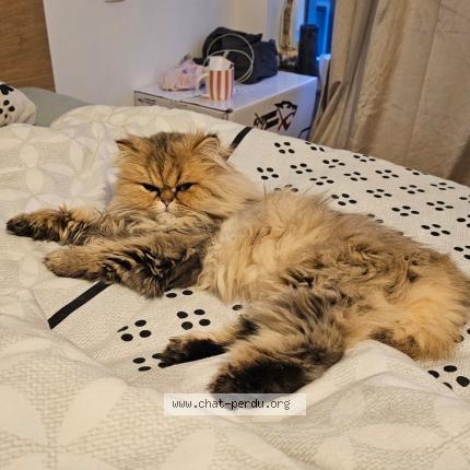 Photo 1/1 Ganache Chat lost in Anderlecht