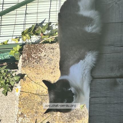 Photo 1/1 Huguette Chat lost in La roche sur yon