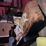 Picture of cat lost at Liffol Le Petit