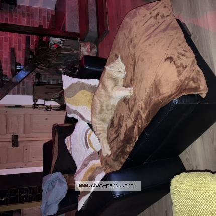 Photo 1/1 Cacahouète Chat lost in Liffol le petit