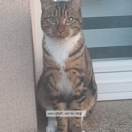 Photo 1/1 Xhinnou Chat lost in Illiers combray