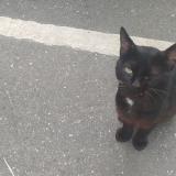 Picture of cat found at Champigny Sur Marne