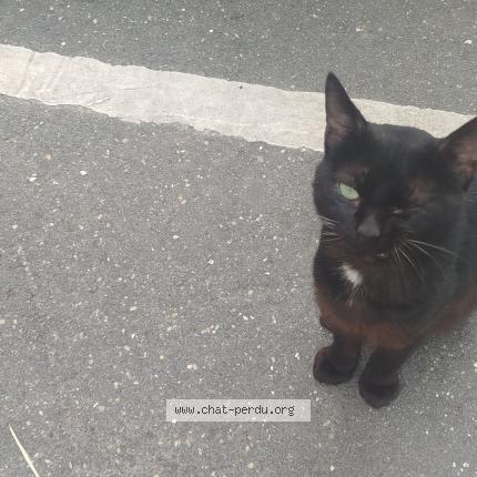 Photo 1/1 Found cat Found in Champigny sur marne