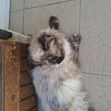 Picture of cat found at Le Cres