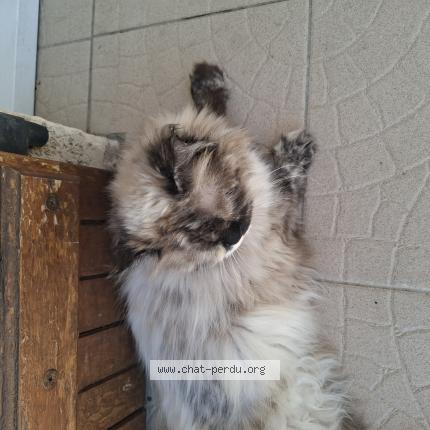 Photo 1/3 Found cat Found in Le cres