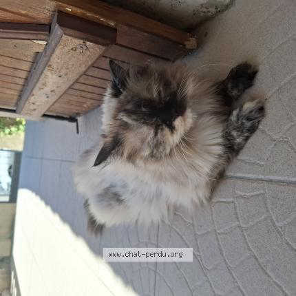 Photo 3/3 Found cat Found in Le cres