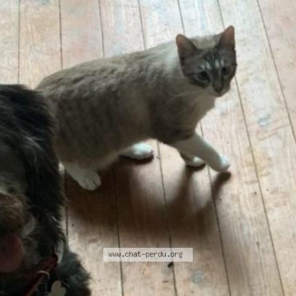 Photo 1/1 Cardigan Chat lost in Amiens