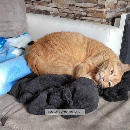 Photo 1/1 Rakam Chat lost in Ceauce