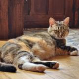 Picture of cat lost at Vitry Sur Seine