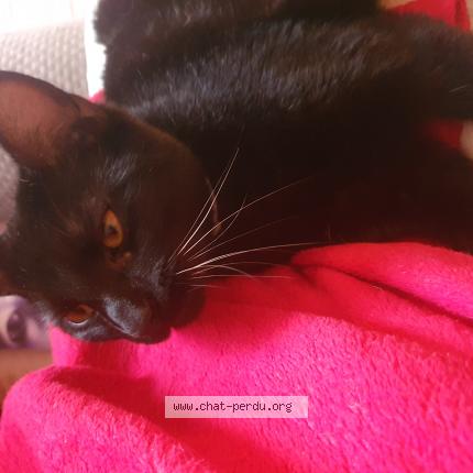 Photo 1/1 Chopin Chat lost in La seyne