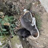 Picture of cat found at Montreuil Juigne