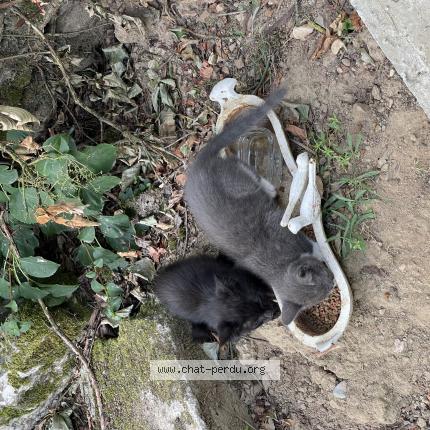 Photo 1/1 Found cat Found in Montreuil juigne