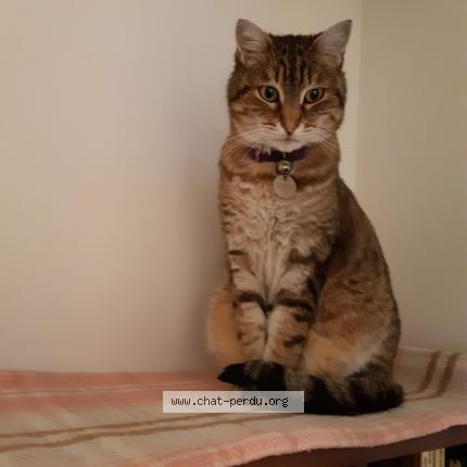 Photo 1/3 Eliott Chat lost in Bordeaux