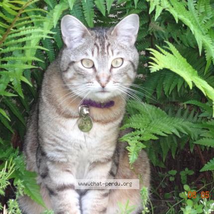 Photo 2/3 Eliott Chat lost in Bordeaux