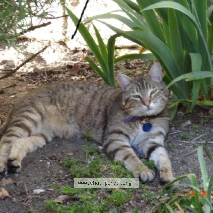 Photo 3/3 Eliott Chat lost in Bordeaux