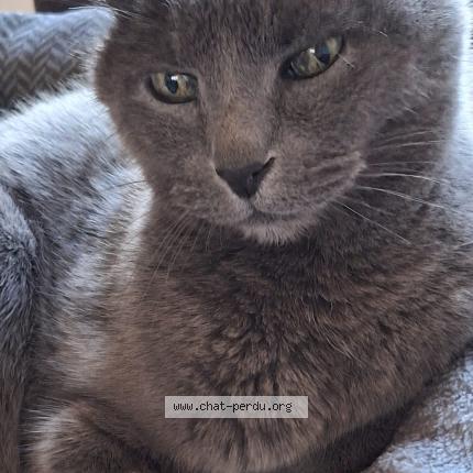 Photo 1/1 Apo Chat lost in Saint ouen l aumone