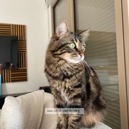 Photo 1/1 Naya Chat lost in Saint gratien