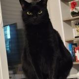 Picture of cat lost at Saint Sulpice Et Cameyrac