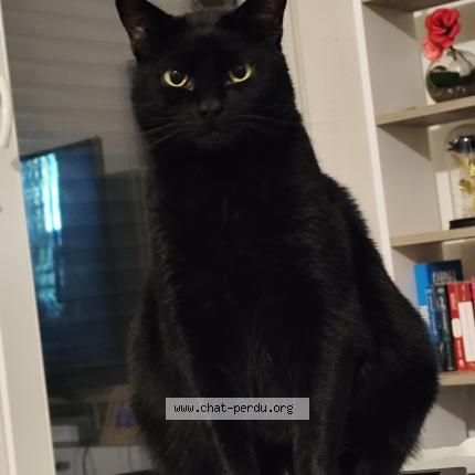 Photo 1/1 Cat reunited Lost in Saint sulpice et cameyrac