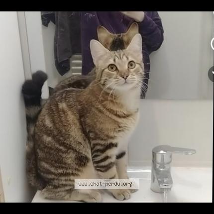 Photo 1/1 Okinawa Chat lost in Loperec