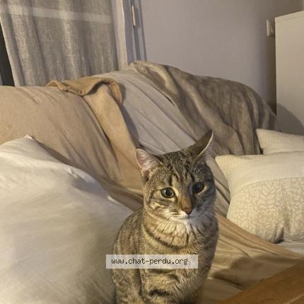 Photo 1/1 Yoko Chat lost in Chamant