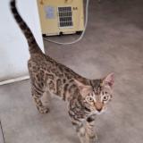 Picture of cat found at Bruxelles