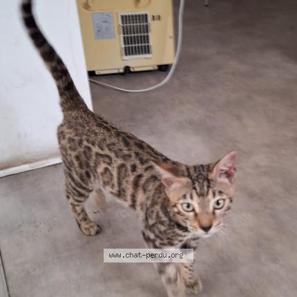 Photo 1/1 Found cat Found in Bruxelles