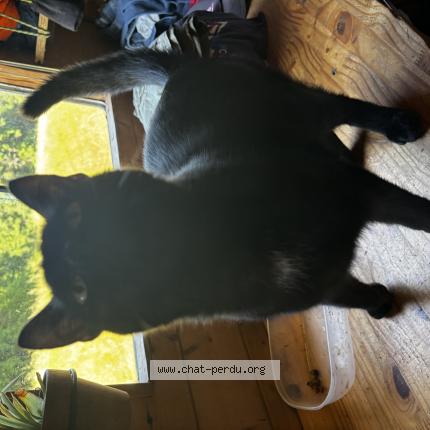 Photo 1/1 Salem Chat lost in Thezac