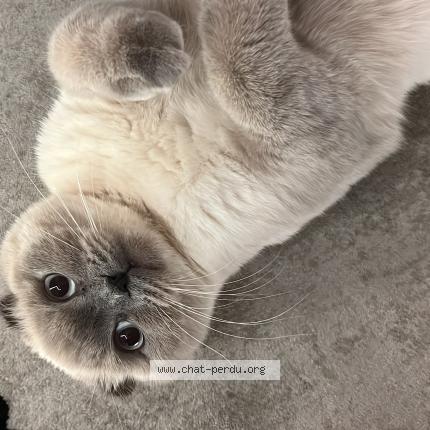 Photo 1/1 Fatima Mahmoudov Chat lost in Nimes gard